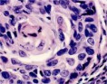 /album/histologia-/hist-3-jpg/